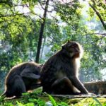 Monkey Forest Ubud 2