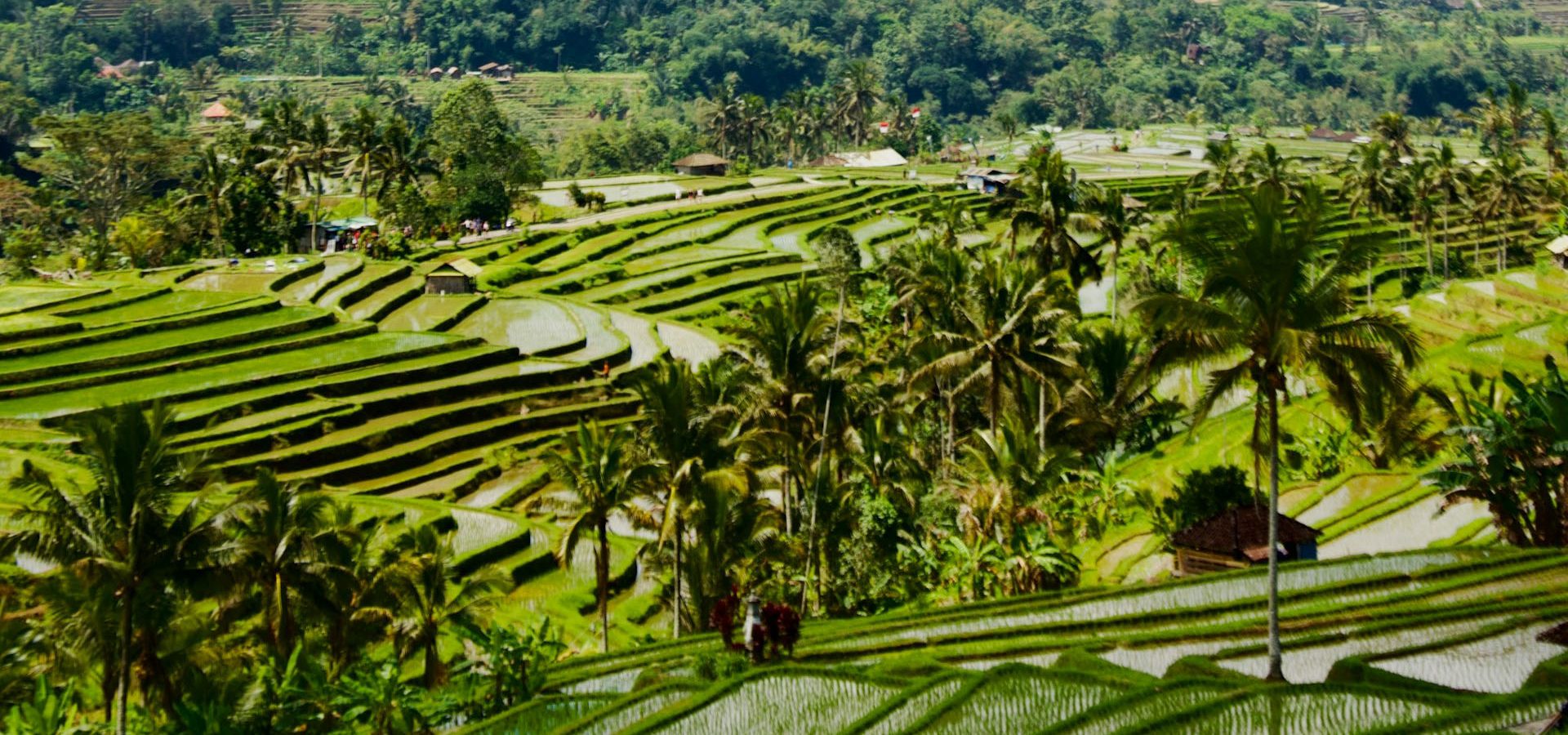 Jatiluwih Rice Terrace